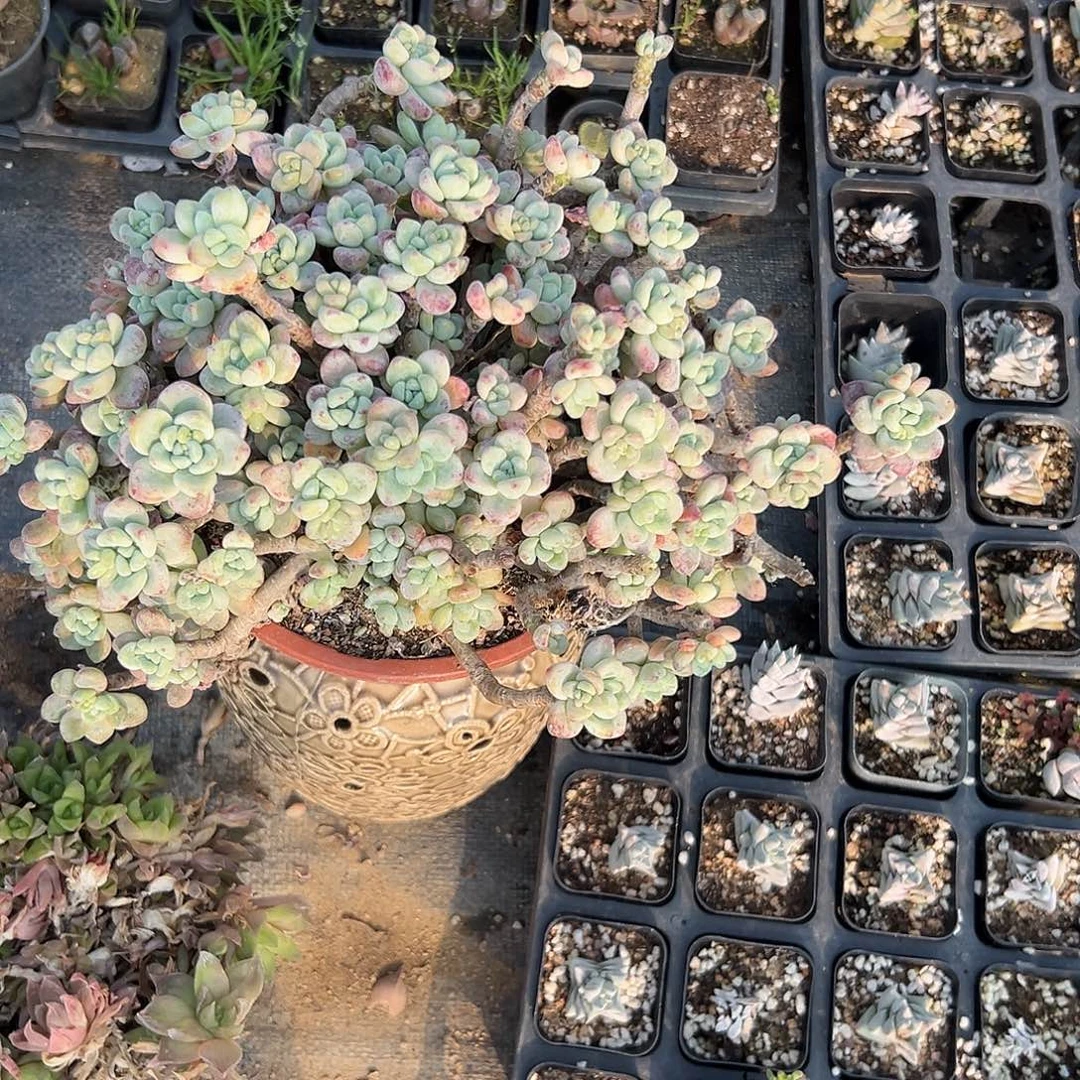 多肉植物劳尔老庄