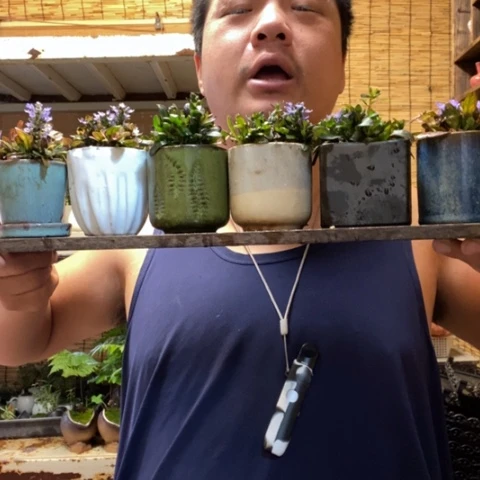 红陶圆托姬十二单一盆器型随缘带盆发货