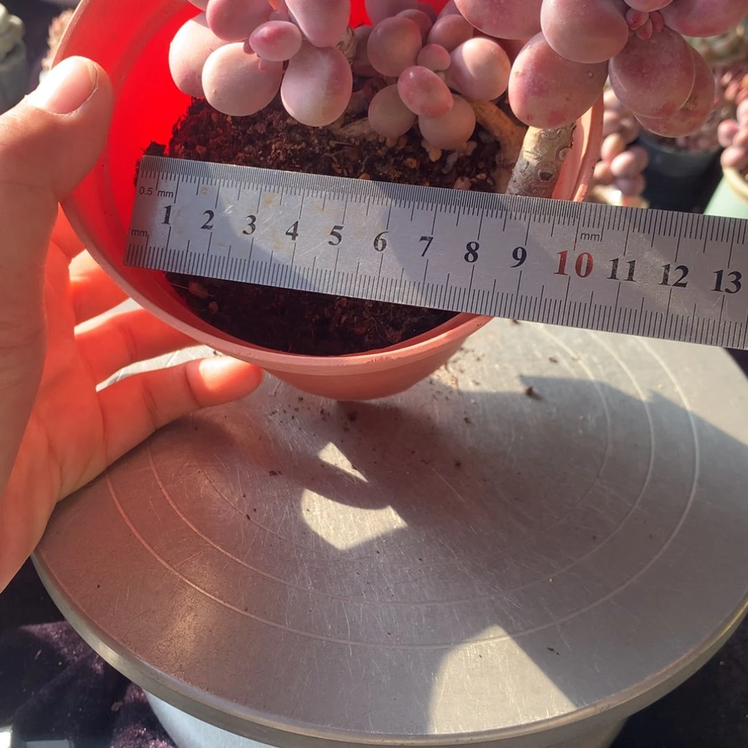 36号不带盆偏远的不包邮的