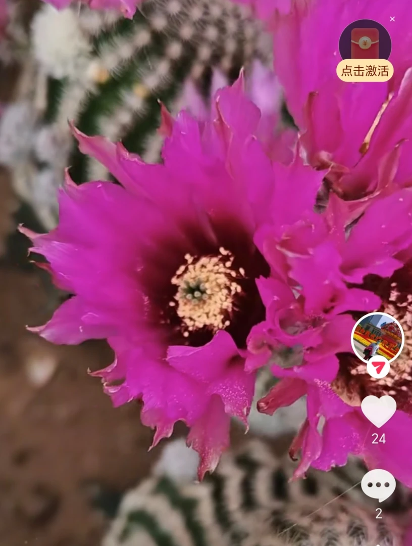 白元虾大侧芽满28米包邮非偏远