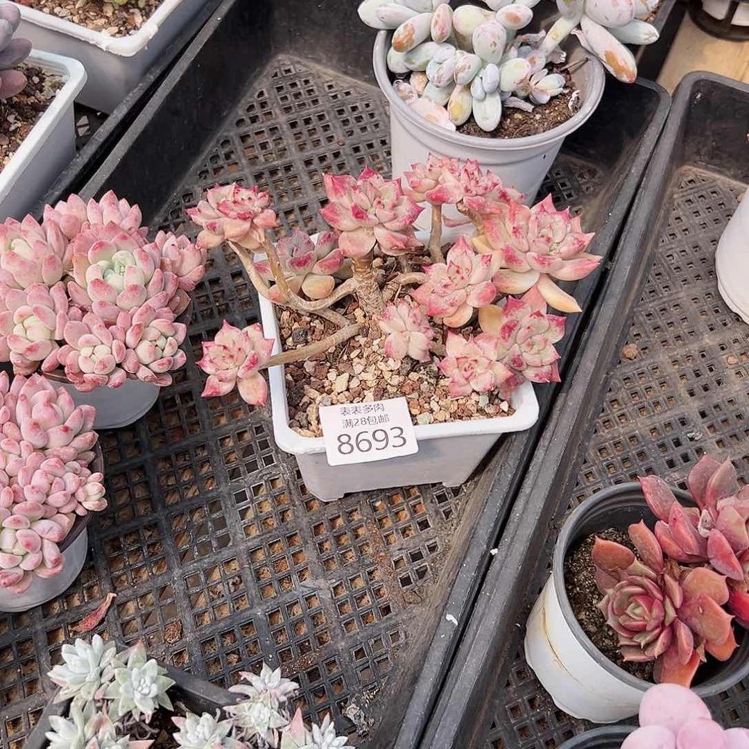 9号念**往多肉一物一拍8693