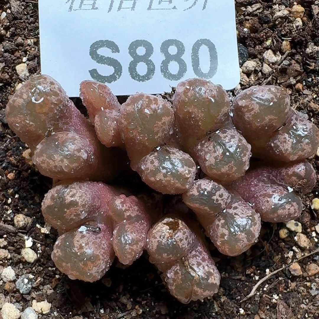 880号多肉植物提取成功j