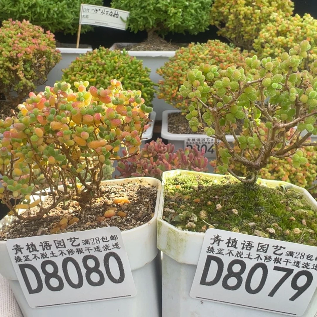 D8080蜜桔 D8079金桔老桩