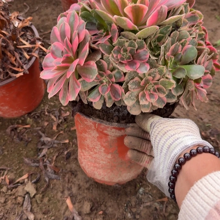 8578二号棚男神多肉C