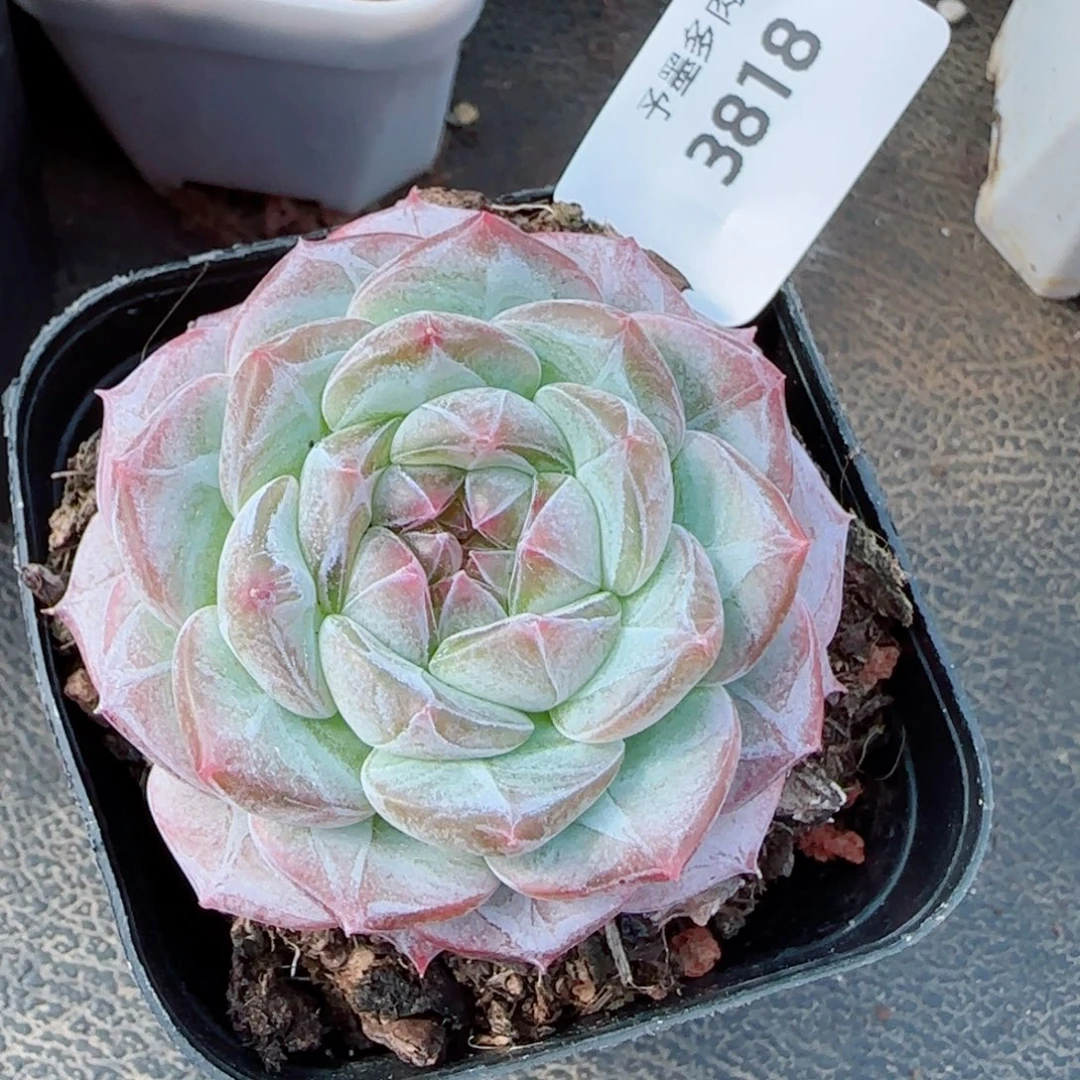 薰衣草，3818多肉植物