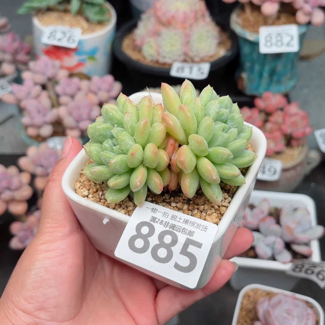 百达翡翠无盆土发货