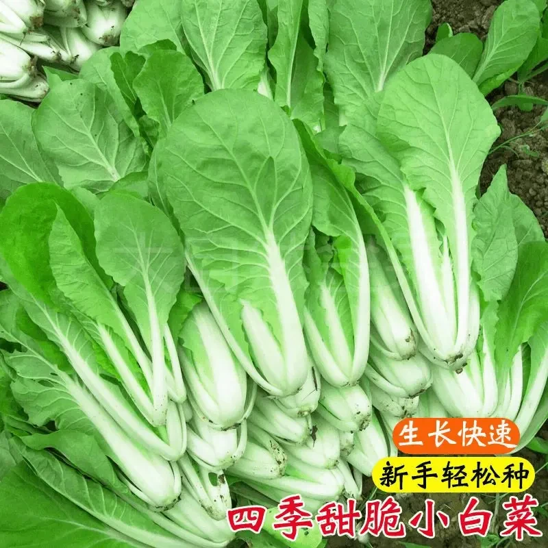 【五袋包邮】奶油小白菜种子四季蔬菜种子早熟小青菜阳台耐高温四季
