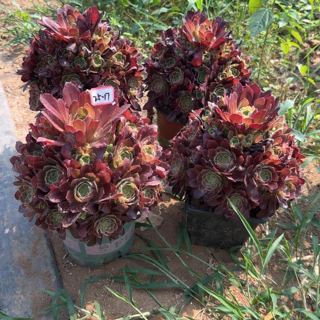 25-17安娜亮牌9.8一个多肉植物