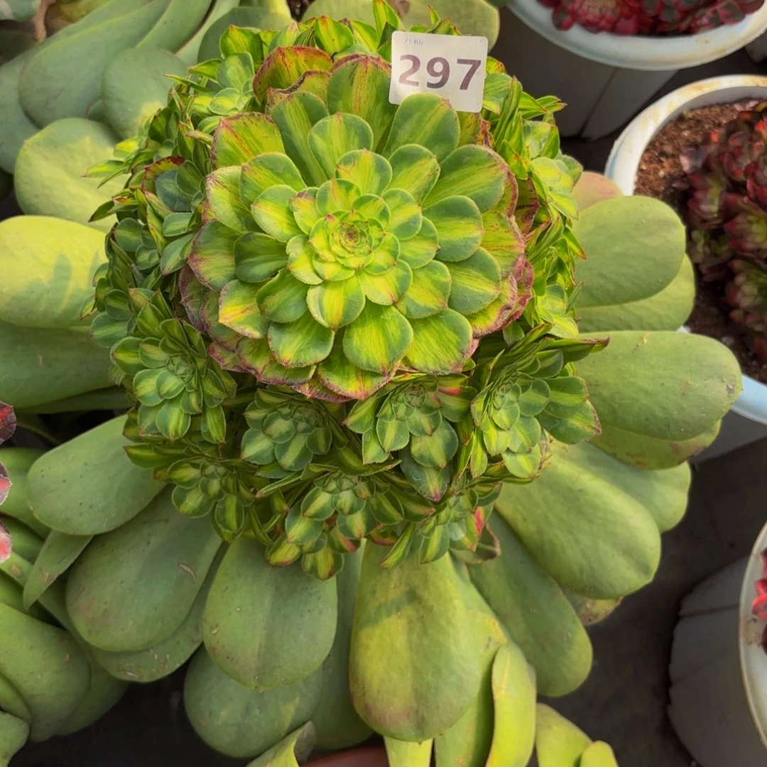 ?*诺297多肉植物知否寄养