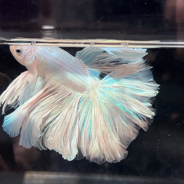 斗鱼8号大上新仙气飘飘大婚纱