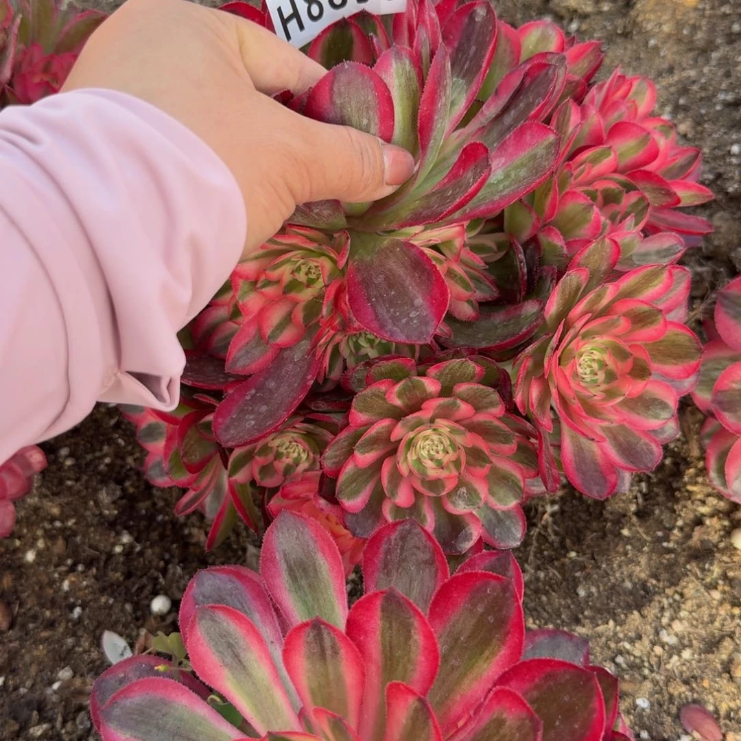 墨**柳8891荔枝。多肉植物