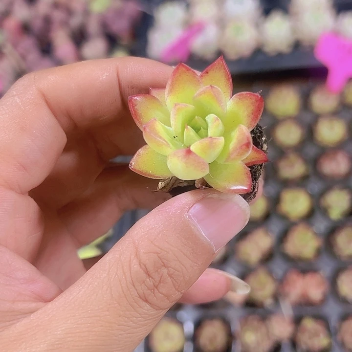女王系精品多肉植物