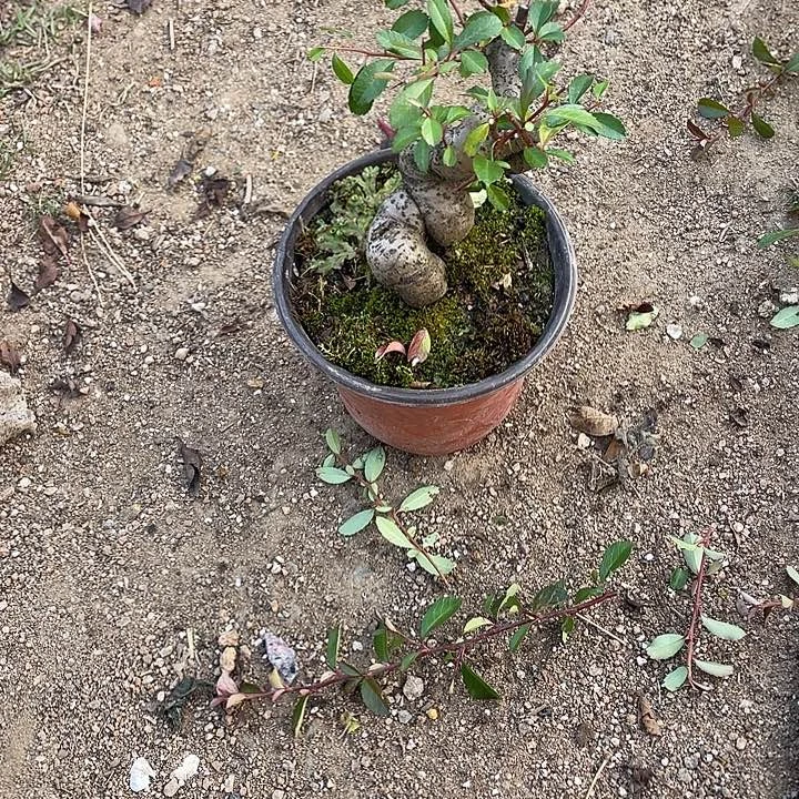 一***栽无花朵30菊花菊花计划经济家