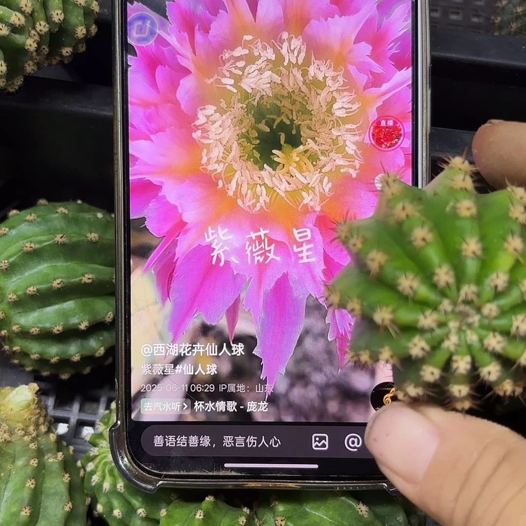 毛紫薇星无根侧牙20包邮14