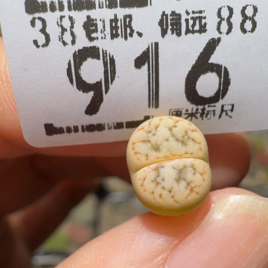 Y***aSsss精品生石花916
