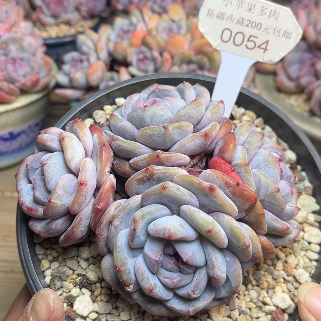 绿底紫心054/12cm4头