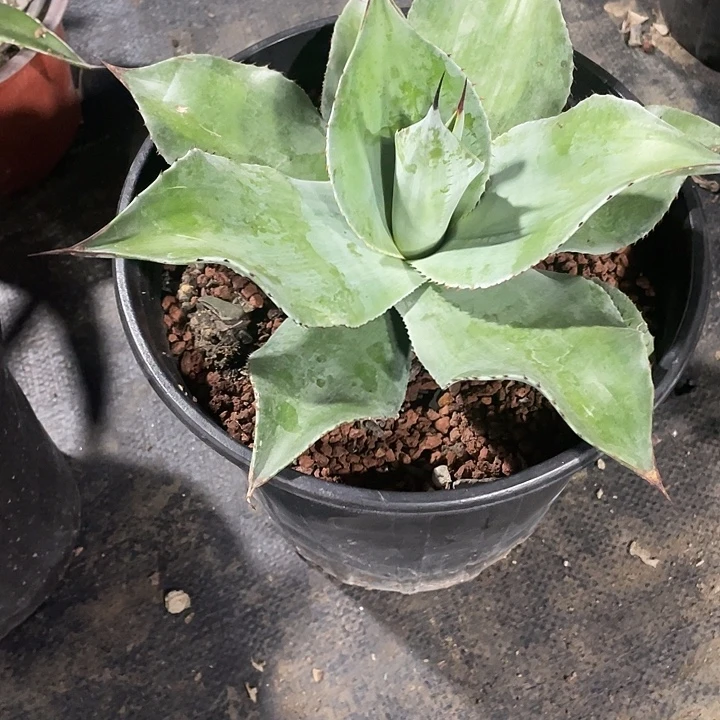 的***身无花朵龙舌兰绿色植物