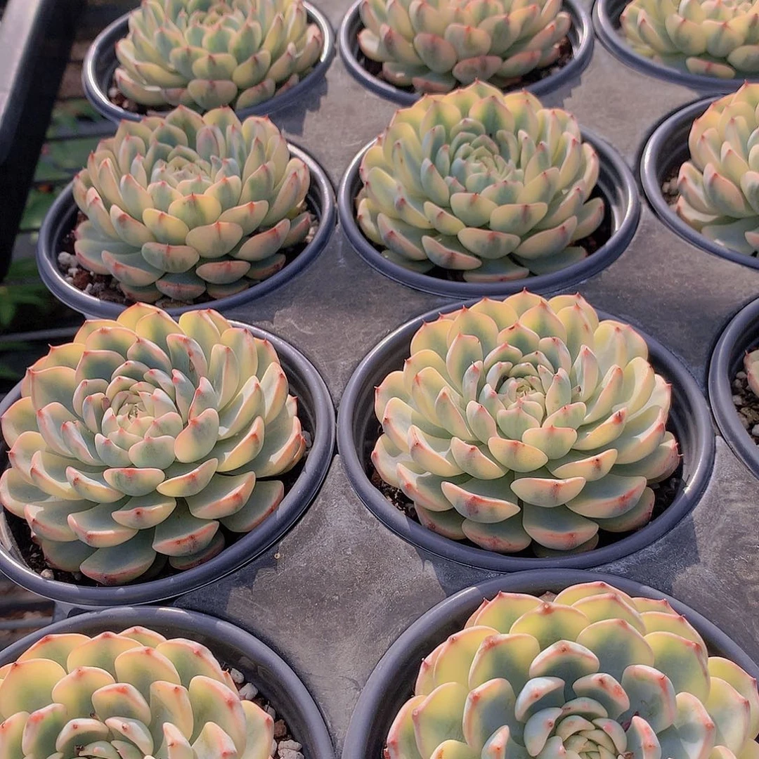 单头姬莲锦34678899999