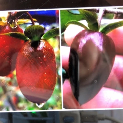 无花朵扦插金陵王加紫宴