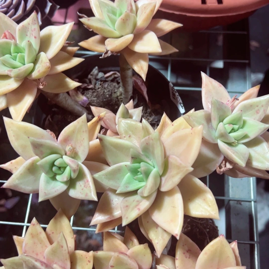 黄金表丽娜四头起两盆