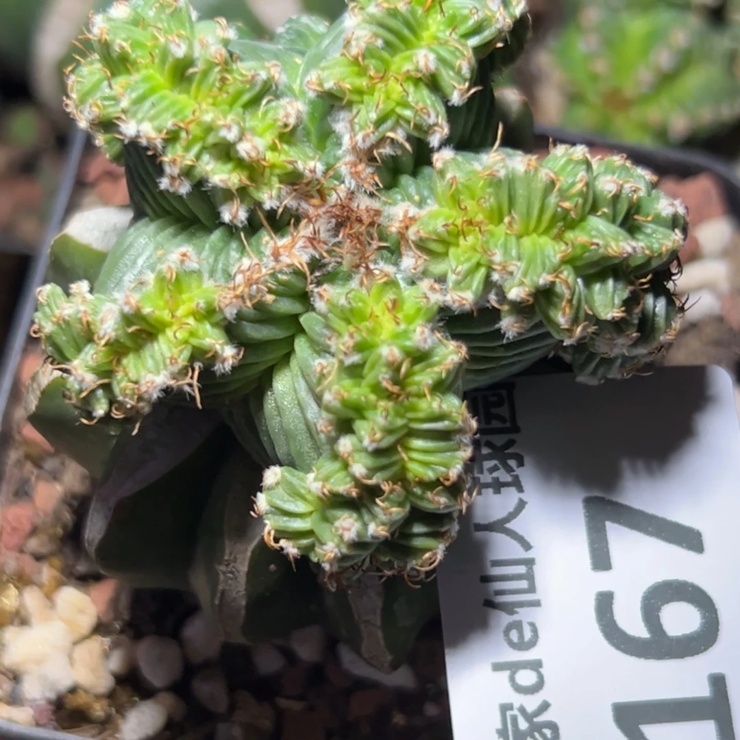 167 仙人球的比赛将于