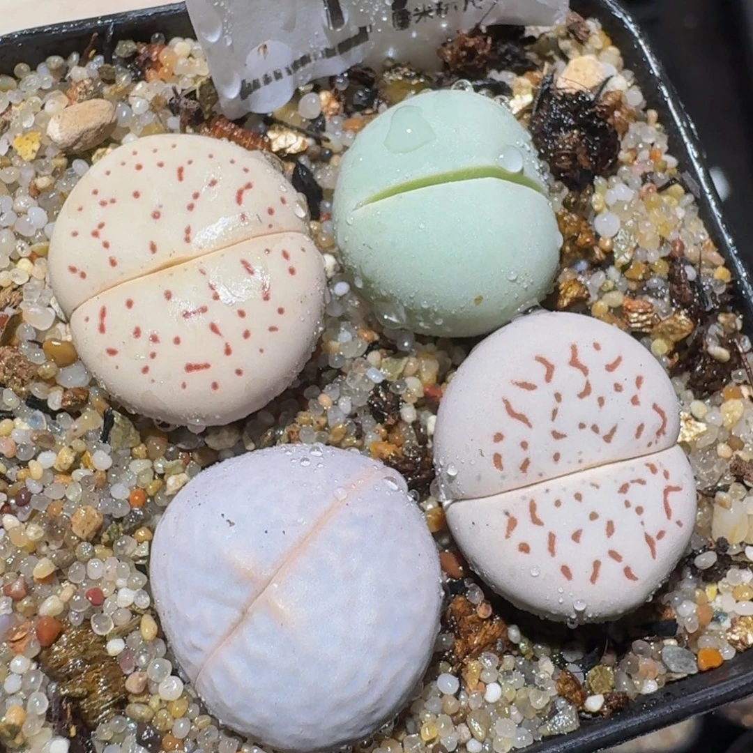 zzzzz精品生石花19
