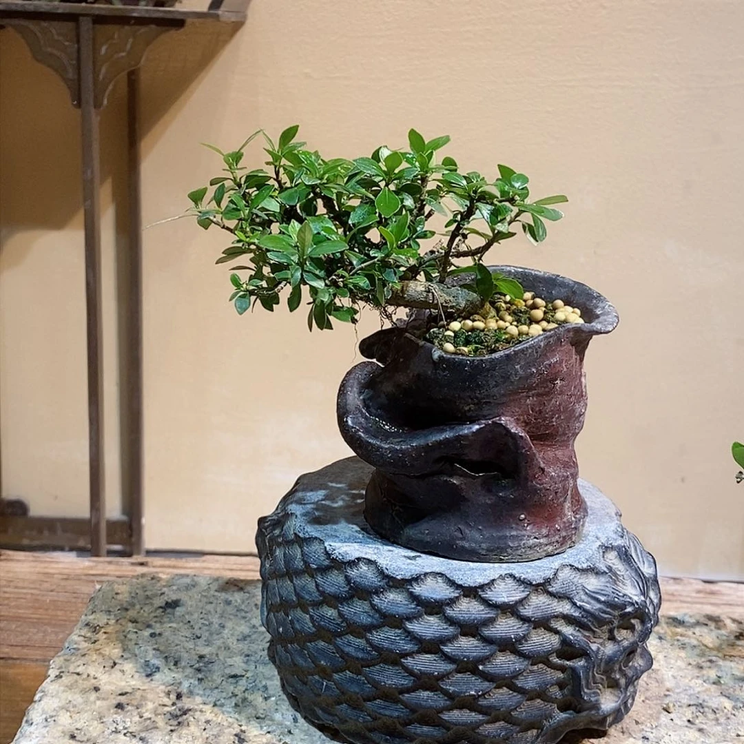 无花朵天****业栀子花