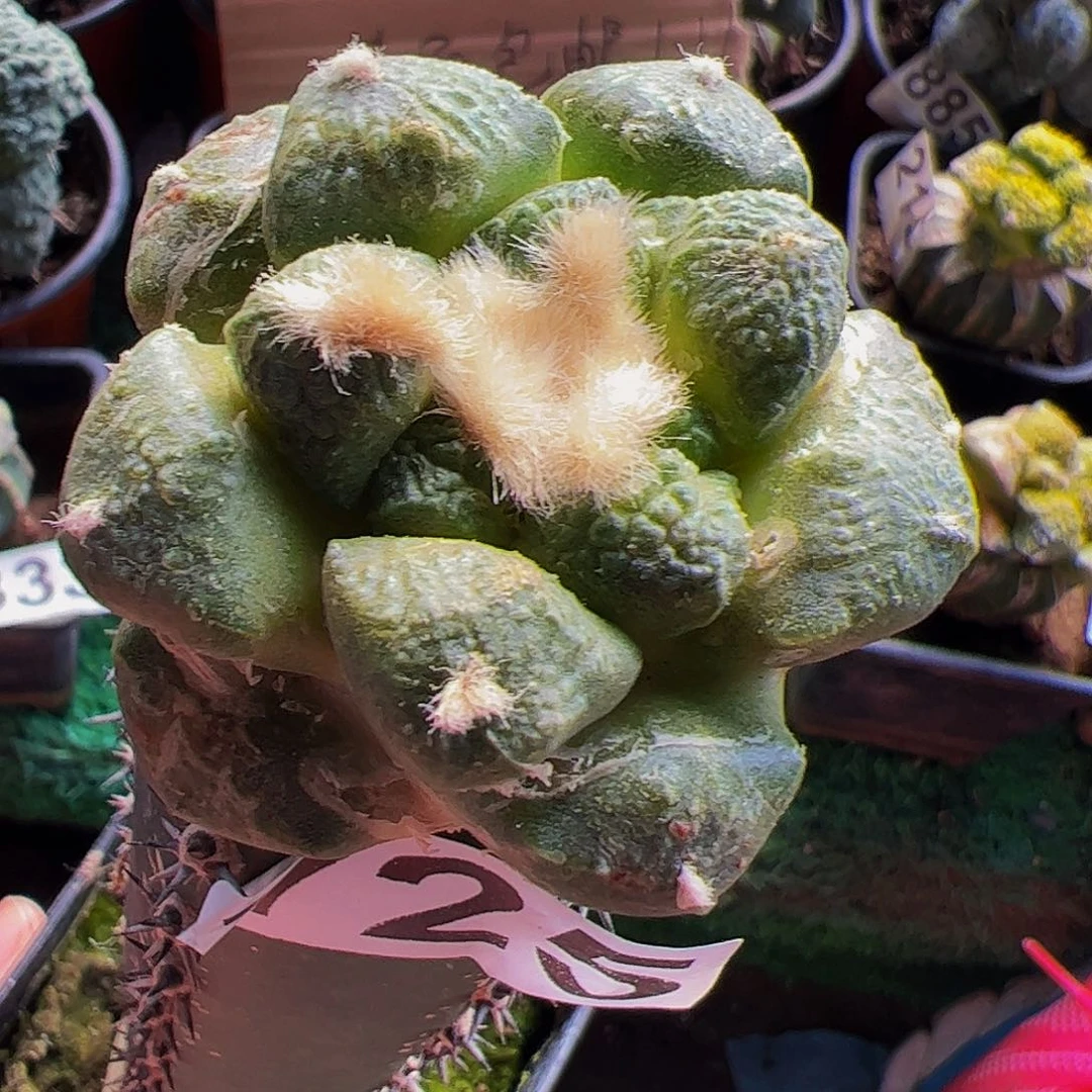 无花朵连山牡丹725