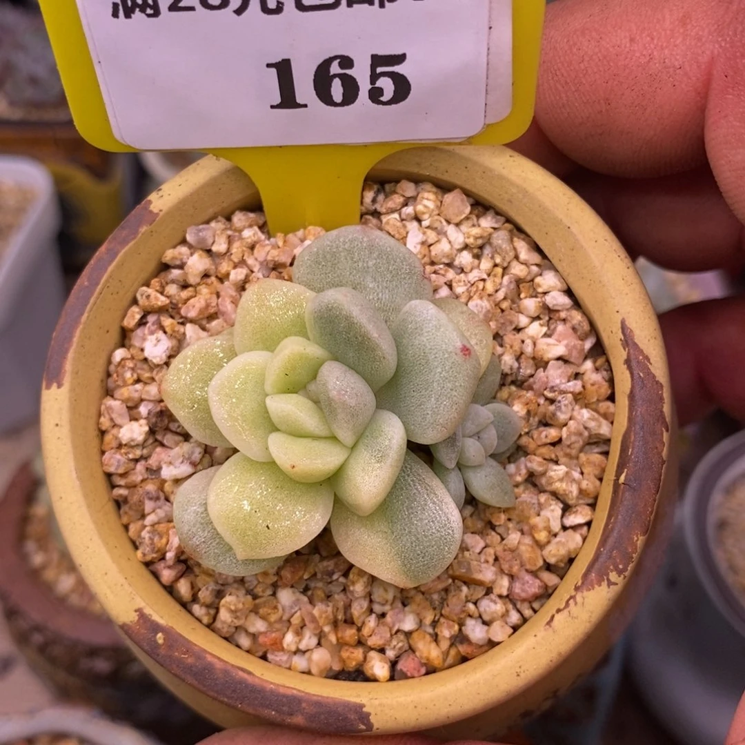 6165冰玉黄锦多肉……