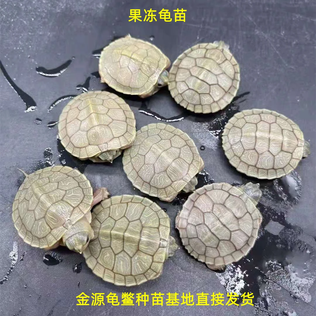 果冻龟苗（免费配送龟粮和养殖技术手册）