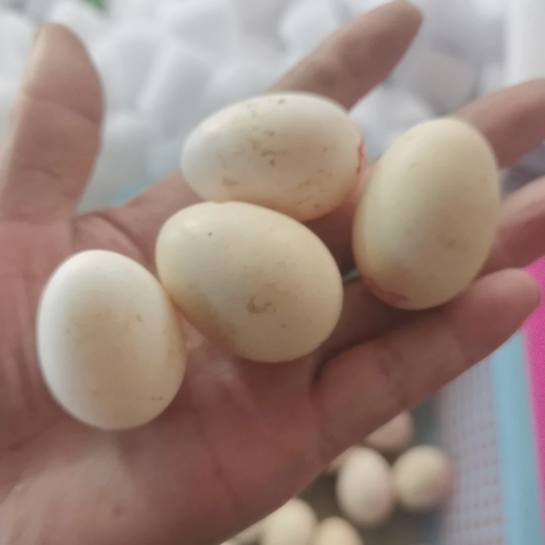 鸡蛋宠物鸡蛋通用链接 预定