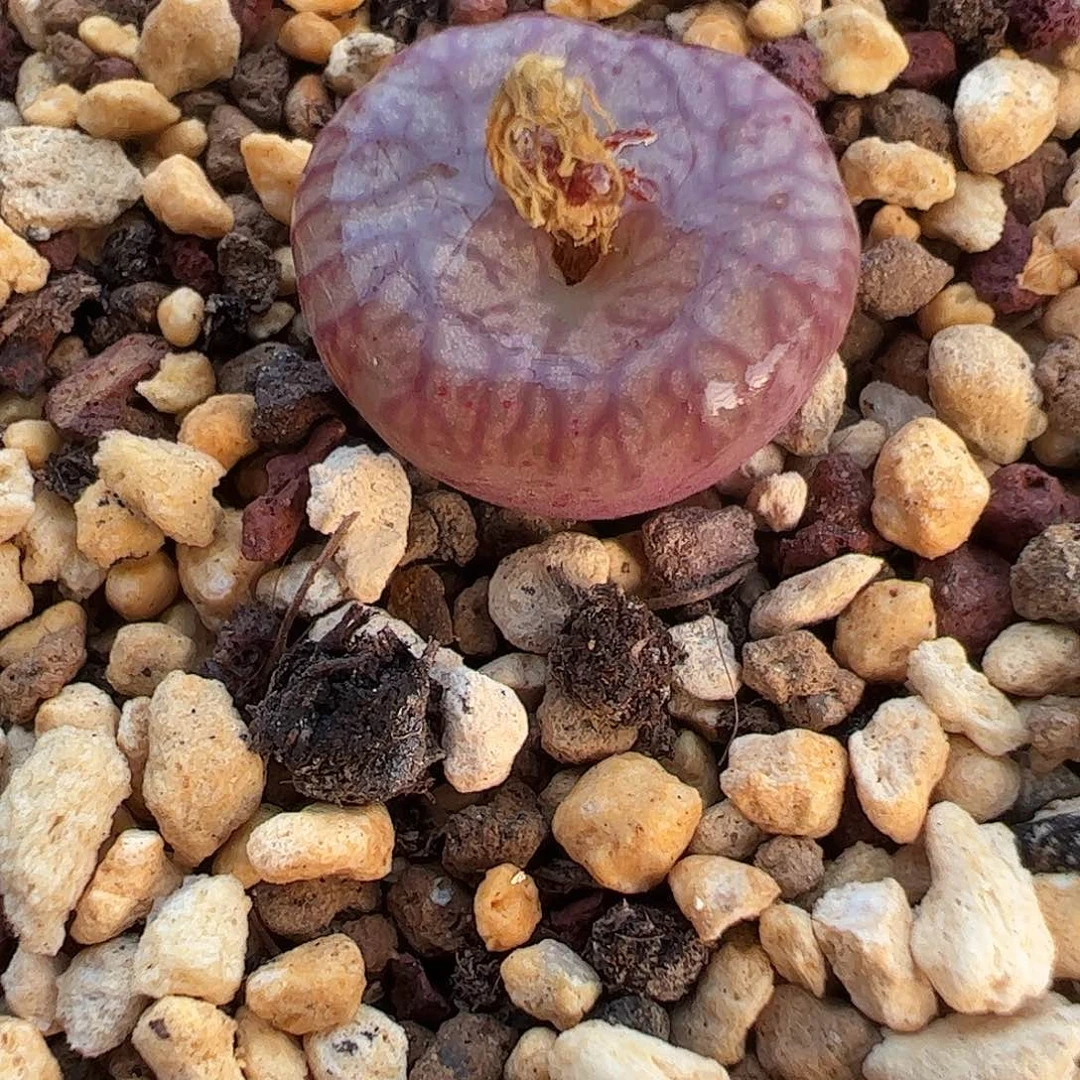 一物一拍脱土发。   530