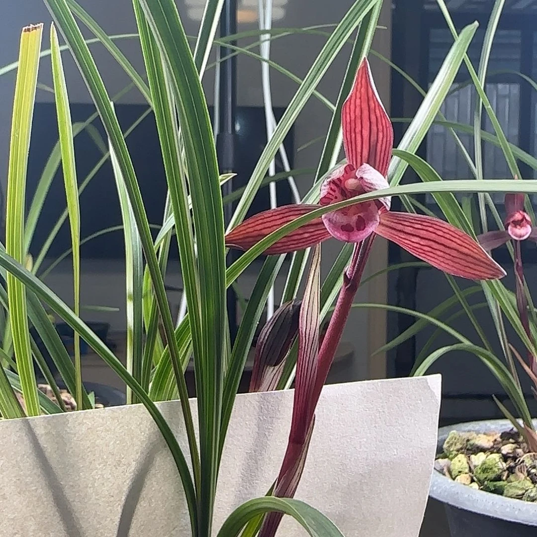 完全开放一物一拍