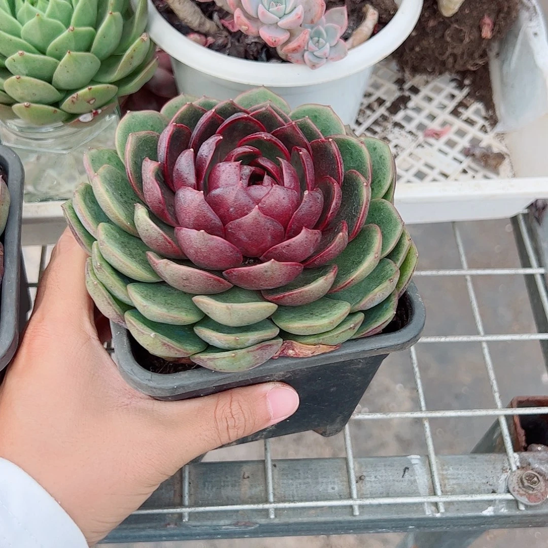蓝莓大单头精品特价