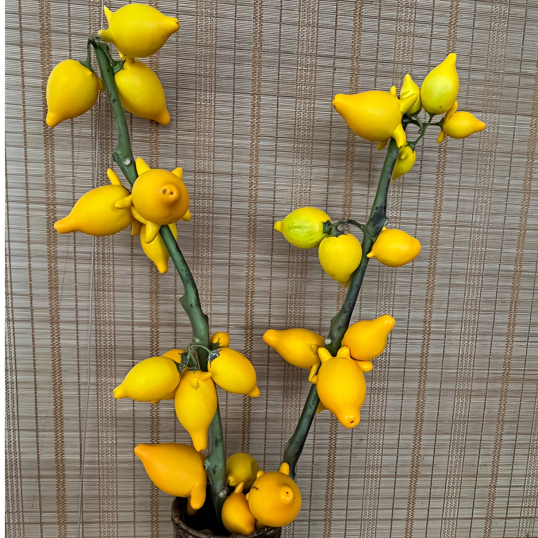 金玉满堂黄金果五代果室内摆件观赏家用云南基地鲜花云南基地鲜花