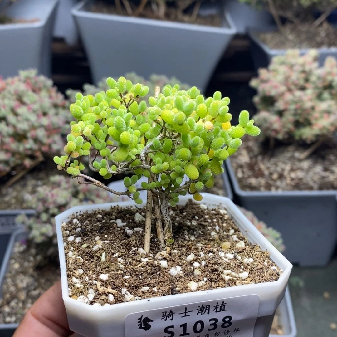 1038蜜橘糖球枝干