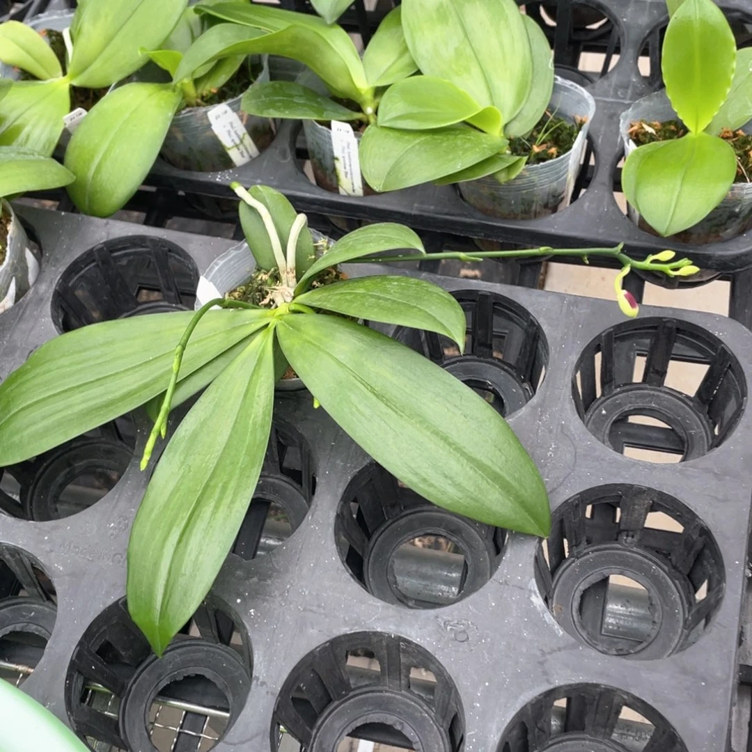 全部花苞WJ盾花c1花苞