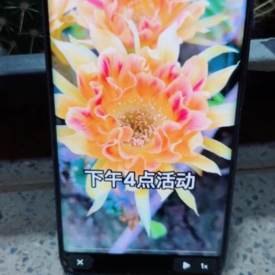 下36丽花阳41歪无根侧芽4公分左右20包邮