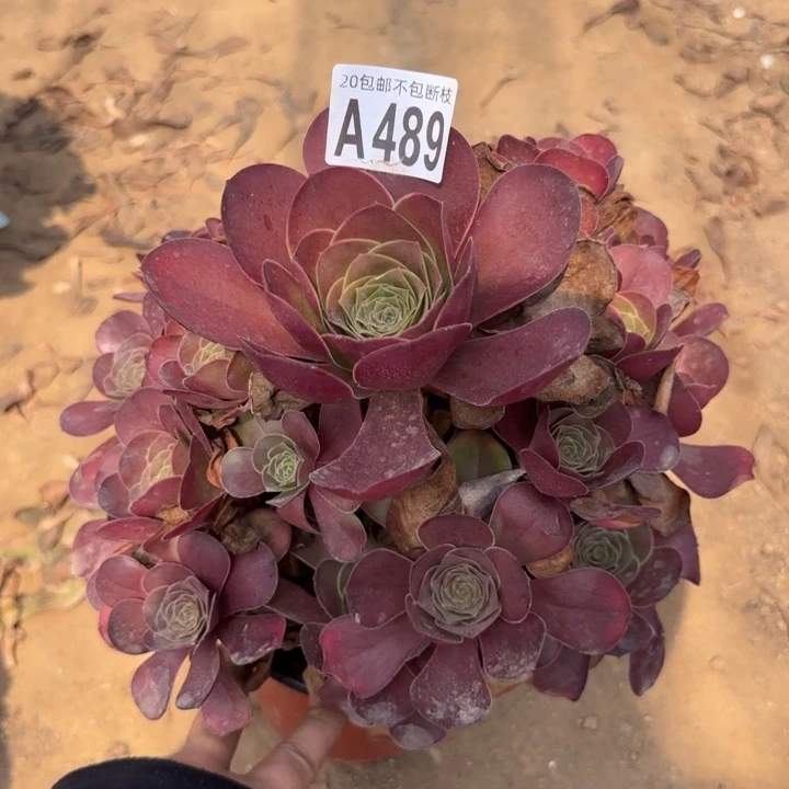 魅金……多肉植物……