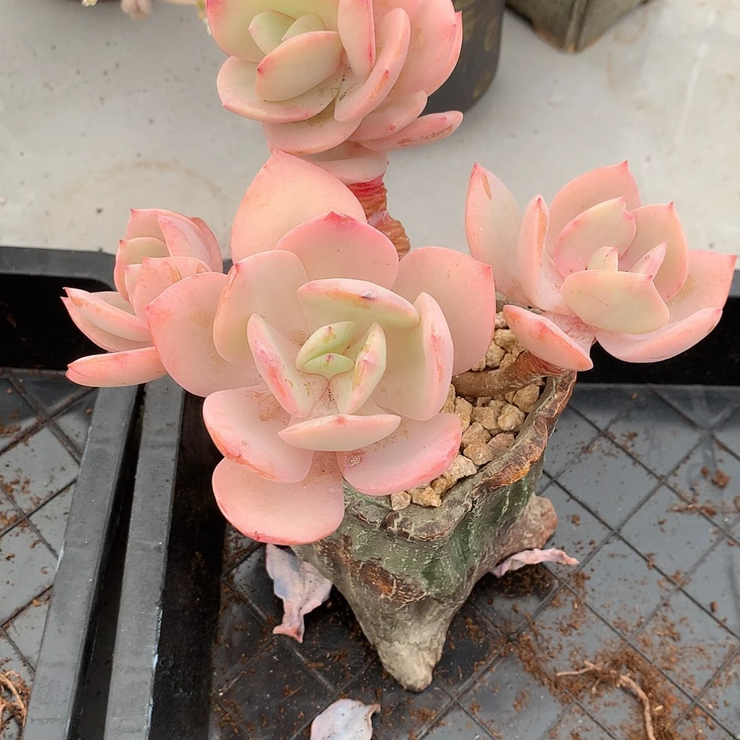 华*宝白凤多肉植物一颗