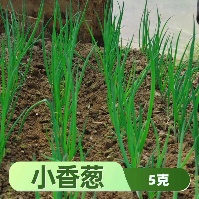 四季小香葱种子甄选小葱种籽耐寒耐热阳台盆栽家庭小菜园全国种植