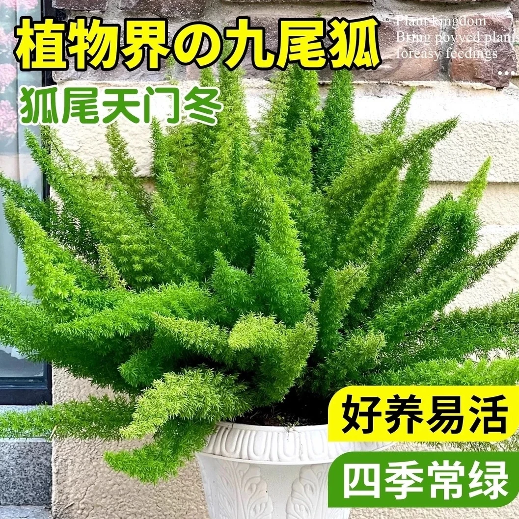 狐尾天门冬盆栽窗台阳台庭院耐热观叶植物四季常青多年生好养易活