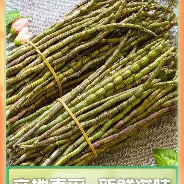 【白局专属】铁皮石斛鲜条新鲜石斛榨汁养生鲜石斛