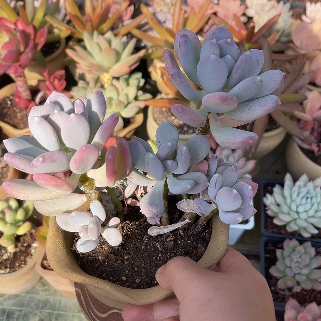 稻田姬。 111111111111