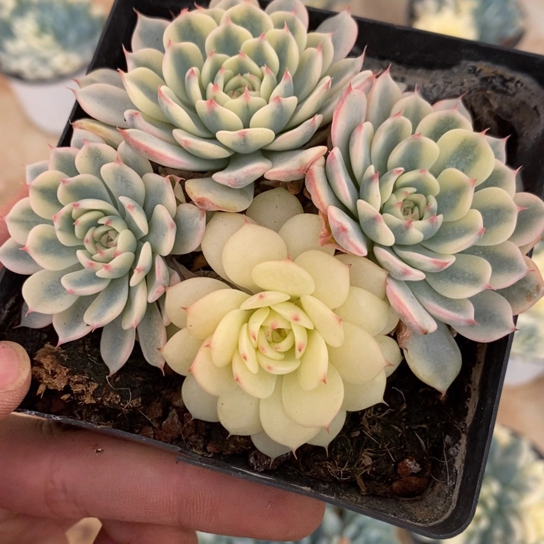 姬莲锦多肉植物8671