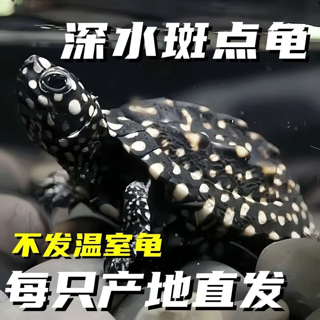 正宗斑点池龟热带斑点龟观赏宠物深水龟精致小斑点乌龟龙骨背棱龟