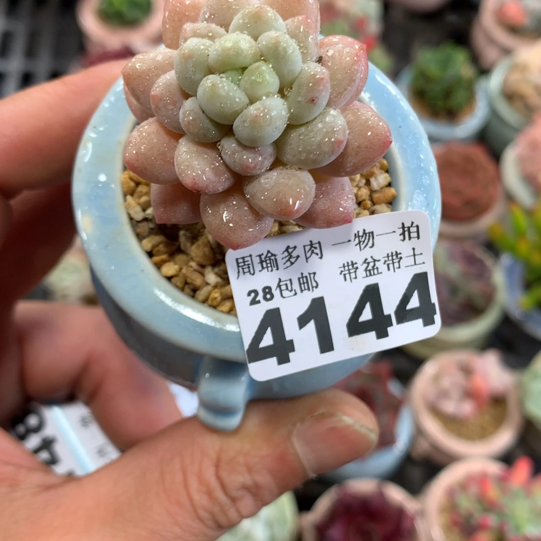 精控多肉植物4144