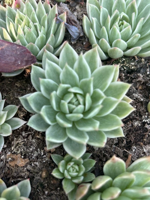 8 - 10厘米青花瓷多肉植物脱土供应