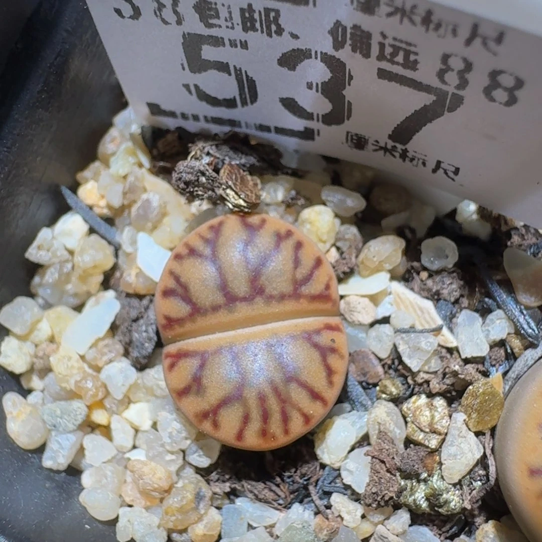 zzzzz精品生石花537