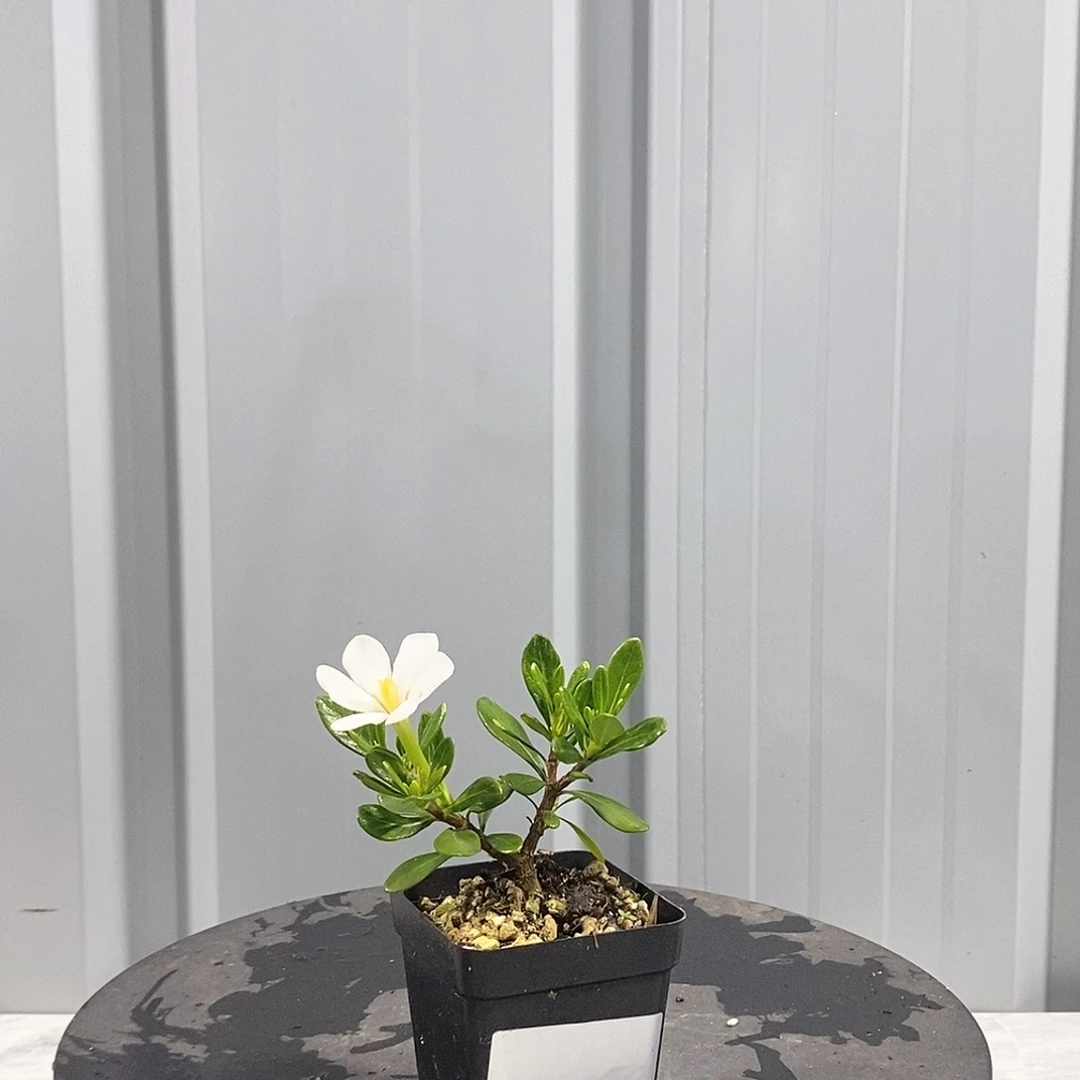出云栀子花单瓣挂果多季节开花